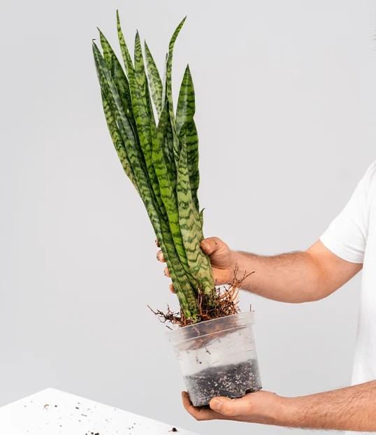 Jak przesadzić palmę krok 3, wsypywanie świeżego podłoża do doniczki